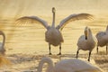 Under the winter sunset, swans play while foraging in the golden river. Royalty Free Stock Photo