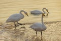 Under the winter sunset, swans play while foraging in the golden river. Royalty Free Stock Photo