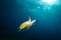 Underater photo of a green sea turtle chelonia mydas surfacing Royalty Free Stock Photo