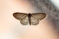 Underbelly common brown moth (Hofmannophila) on window