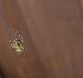 Underbelly of a common garden spider Royalty Free Stock Photo