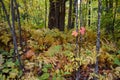 Underbrush of a Forest Changed by Frost