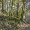 Underbush and trees on slope in forest near Oppenau, Black Forest, Germany