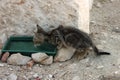 Underfed kitten drinking water