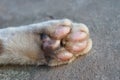 Underfoot of cat foot