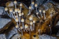 Underground mushrooms. Glistening Inkcap mushroom Coprinellus micaceus growing in cave Royalty Free Stock Photo