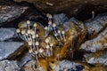 Underground mushrooms. Glistening Inkcap mushroom Coprinellus micaceus growing in cave