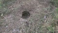 Underground nest of wasps