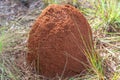 Underground termite colony Coptotermes gestroi in the midst of nature