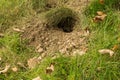 Underground Yellowjacket Nest Raided by Wildlife Royalty Free Stock Photo