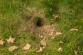 Underground Yellowjacket Nest Raided by Wildlife Royalty Free Stock Photo