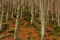 An undergrowth with dry leaves on the ground, a lot of tree trunks and rocks covered with green moss Royalty Free Stock Photo