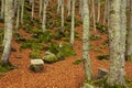 An undergrowth with dry leaves on the ground, tree trunks and rocks covered with green moss Royalty Free Stock Photo