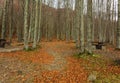 An undergrowth with dry leaves on the ground, tree trunks and two benches, Royalty Free Stock Photo