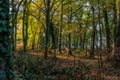 Undergrowth in a magnificent wild forest in France in autumn.