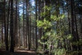 Undergrowth Of Pinewood Highlighted Of A Ray Of Light