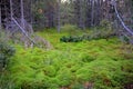 Undergrowth in Swedish forest Royalty Free Stock Photo