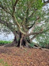 Underneath a beautiful large and very old fig tree near a lawn in a garden Royalty Free Stock Photo