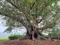 Underneath a beautiful large and very old fig tree near a lawn in a garden Royalty Free Stock Photo