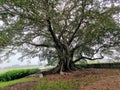 Underneath a beautiful large and very old fig tree near a lawn in a garden Royalty Free Stock Photo