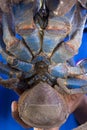 Underneath of coconut crab