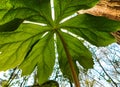 Underneath the mayapple Royalty Free Stock Photo