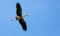 Underneath of Painted Stork (Mycteria leucocephala ) bird Royalty Free Stock Photo