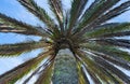 Underneath a palm tree Royalty Free Stock Photo