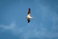 Underneath a Pelican Flying in a Blue Sky Royalty Free Stock Photo