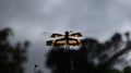 Underneath view of a black and yellow color dragonfly sitting on a stick Royalty Free Stock Photo