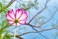 underneath of blooming galsang flower Royalty Free Stock Photo