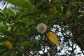 Underneath view of branches with the Kadamba flower and flower buds