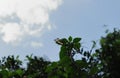 Underneath view of a Pink Bougainvillea vine and on stem tip a Variegated Flutterer dragonfly perched