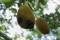 Underneath view of a spoiled young jackfruit affected with a Jack tree disease