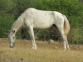 Undernourished horse in olive grove Royalty Free Stock Photo