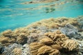 Undersea Finger Coral