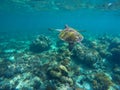 Undersea image of sea turtle in coral reef for banner template Royalty Free Stock Photo