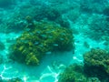 Undersea landscape with coral reef and blue coral fishes. Tropical sea lagoon with sea animals.