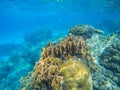 Undersea landscape with coral reef diversity. Oceanic wildlife in exotic island seashore.