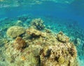 Undersea landscape with coral reef. Tropical fishes in wild nature.