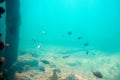 Undersea landscape seen from the Underwater Observatory, Busselton Jetty, WA, Australia Royalty Free Stock Photo