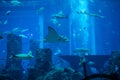 Undersea marine life. Prospective view of a large Manta Ray swimming under blue ocean. Seabed blue background