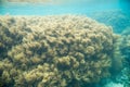 Undersea View of Finger Leather Coral Royalty Free Stock Photo