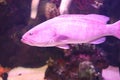 undersea world and coral reef scene background, nice violet fish in aquarium