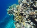 Underwater world of the Red Sea in Egypt