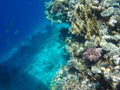 Underwater world of the Red Sea in Egypt