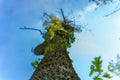 Undershot of a tall tropical tree against clear sunlit sky background