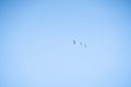 Undershot of three birds flying in the clear, sunlit sky Royalty Free Stock Photo