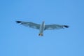 Undershot of a white seagull flying over clear sky Royalty Free Stock Photo
