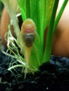 The underside of an albino bristlenose plecostamos catfish on side of aquarium Royalty Free Stock Photo